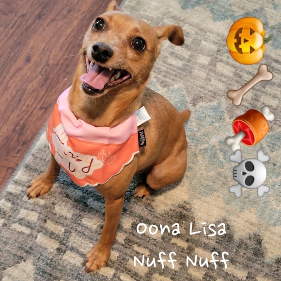 Vibrant Life Bandanas "Feeling Hoppy" Bunny Year of Rabbit & Rainbow XS/S - Picture 4 of 4